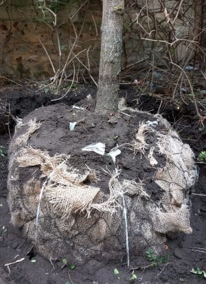 Boomverzorger Schoten, Bomen aanplanten: kluit Ginkgo biloba