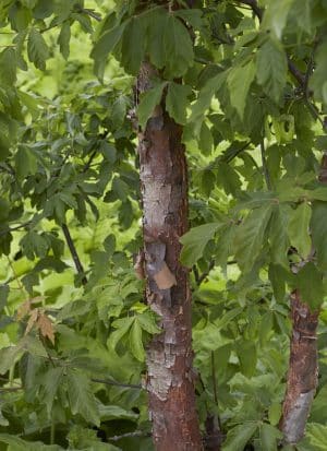 boom voor bijen: Papieresdoorn (Acer griseum)