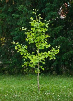 boom voor grote tuin: Japanse notenboom (Ginkgo Biloba)