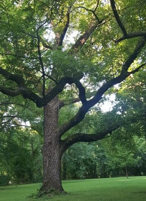 boom voor grote tuin: Gewone walnoot (Juglans regia)