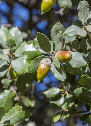 droogtebestendige boom: Steeneik (Quercus ilex)