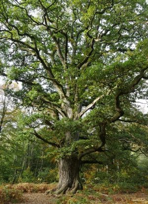 boom voor grote tuin: Zomereik (Quercus robur)