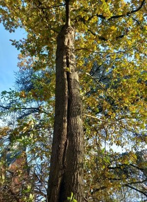 Boomverzorger Borgerhout, bomen verzorgen: bastscheur door blikseminslag Zomereik (Querqus robur)